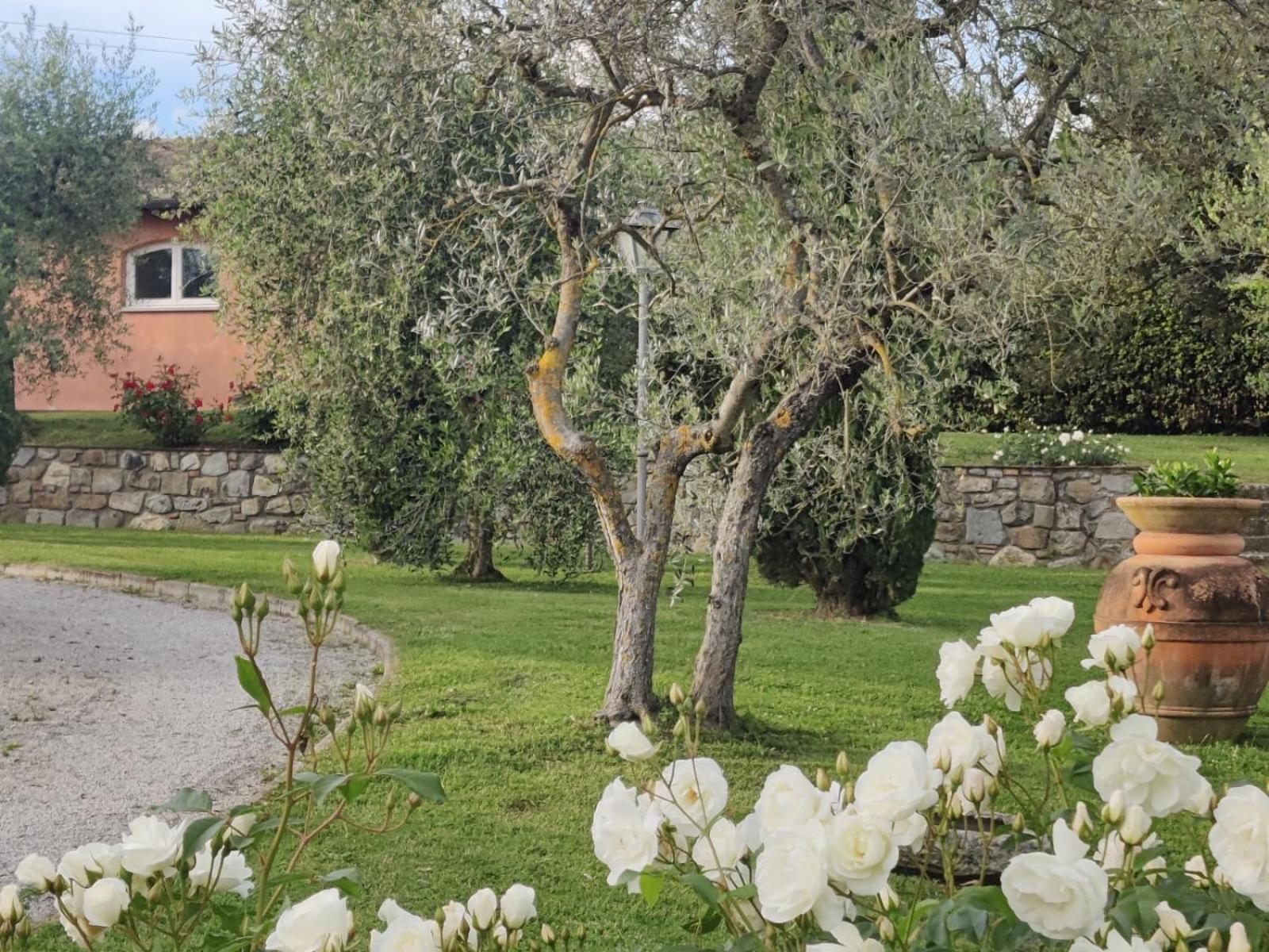 فيلا La Casa Delle Rose تيرانووفا براتشولي المظهر الخارجي الصورة